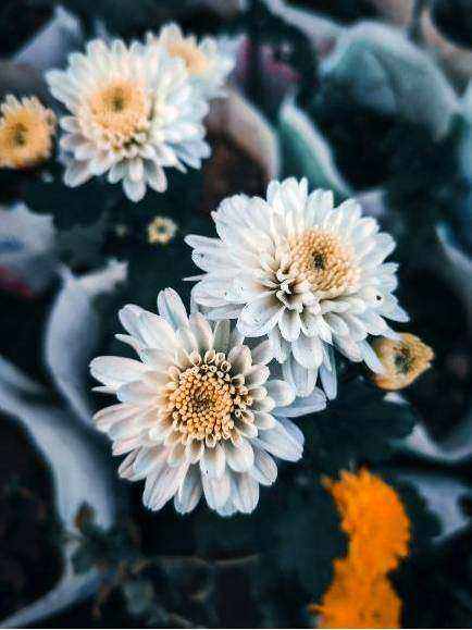 Bouquet rustico Sicilia